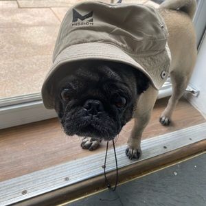 6 year old pup now. Still as lovable as ever!